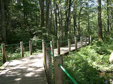 戸隠森林植物園